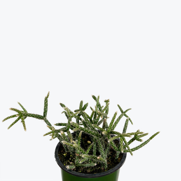 Rhipsalis Pilocarpa - House Plants Delivery Toronto - JOMO Studio