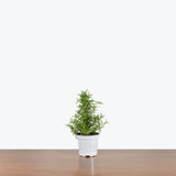 Rosemary Plant — 4" Pot