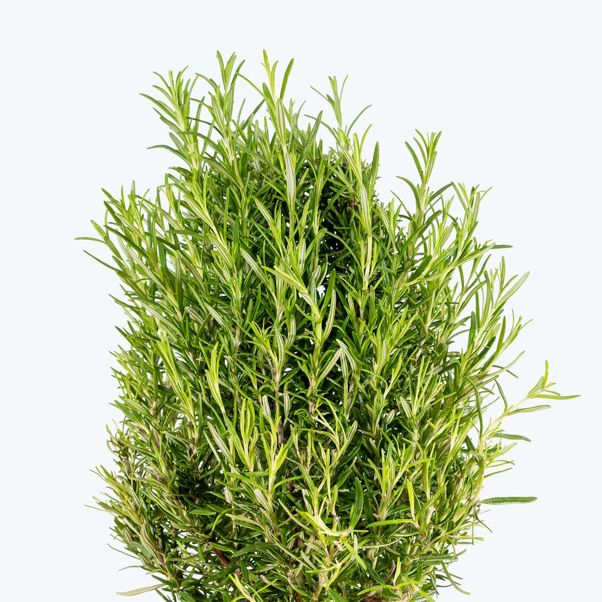 Rosemary Plant House Plants Delivery Toronto JOMO Studio