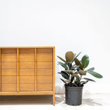 Rubber Plant - House Plants Delivery Toronto - JOMO Studio