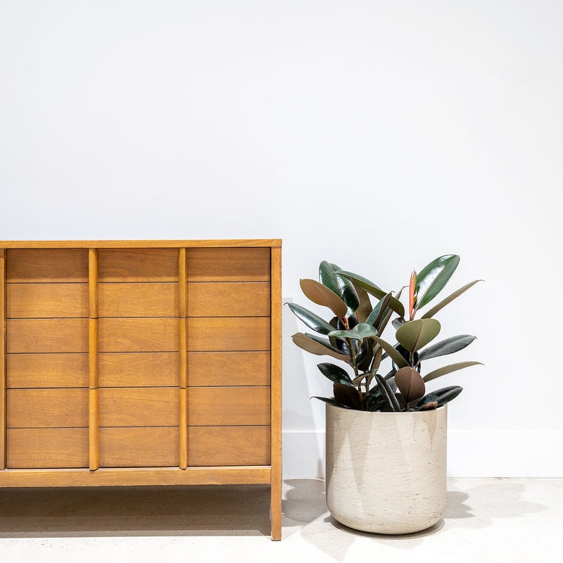 Rubber Plant - House Plants Delivery Toronto - JOMO Studio