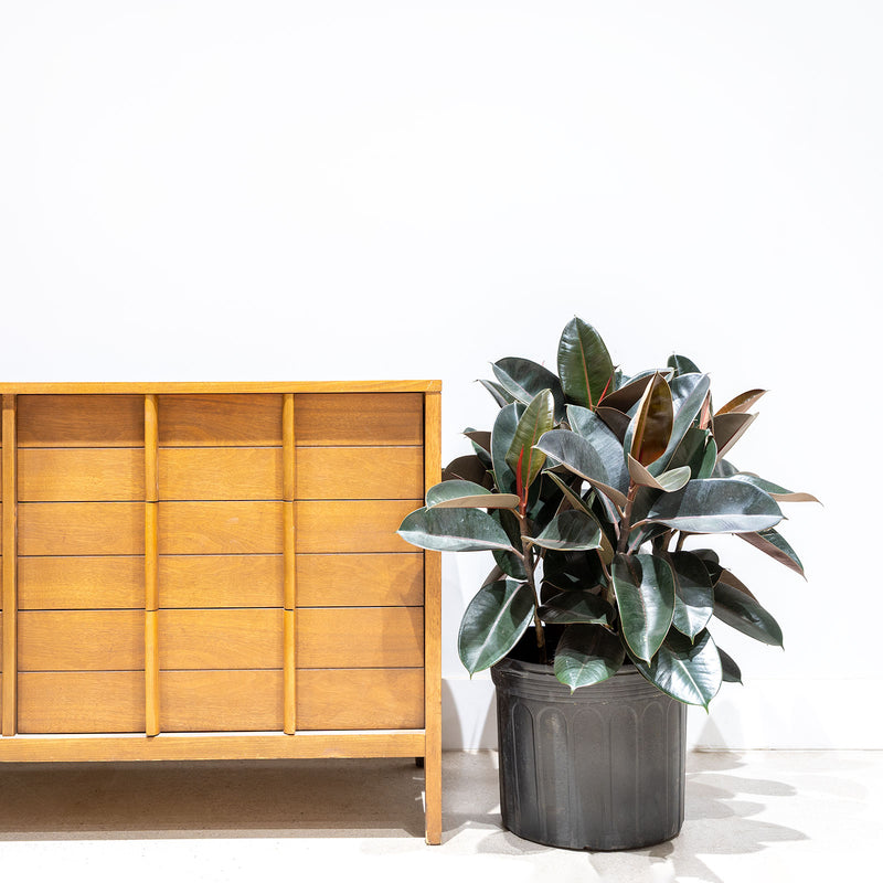 Rubber Plant - House Plants Delivery Toronto - JOMO Studio