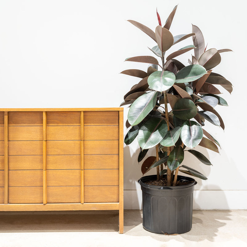 Rubber Plant - House Plants Delivery Toronto - JOMO Studio