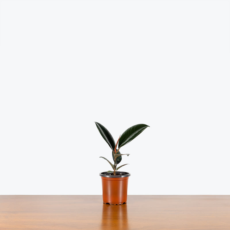 Rubber Plant - House Plants Delivery Toronto - JOMO Studio