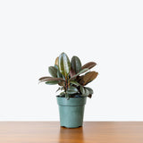 Rubber Plant — 6" Pot - Bush