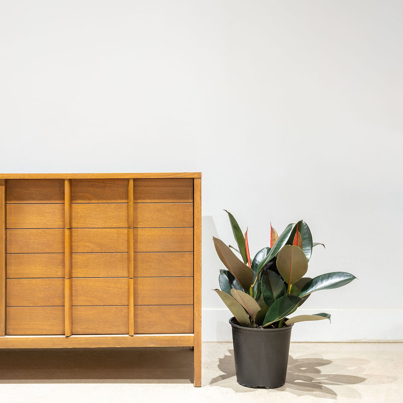Rubber Plant - House Plants Delivery Toronto - JOMO Studio