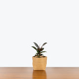 Rubber Plant Melany - House Plants Delivery Toronto - JOMO Studio