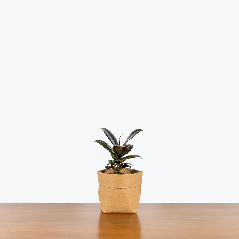 Rubber Plant Melany - House Plants Delivery Toronto - JOMO Studio