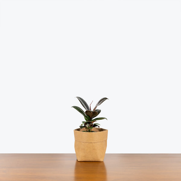 rubber tree melany Rubber Plant Melany - House Plants Delivery Toronto
