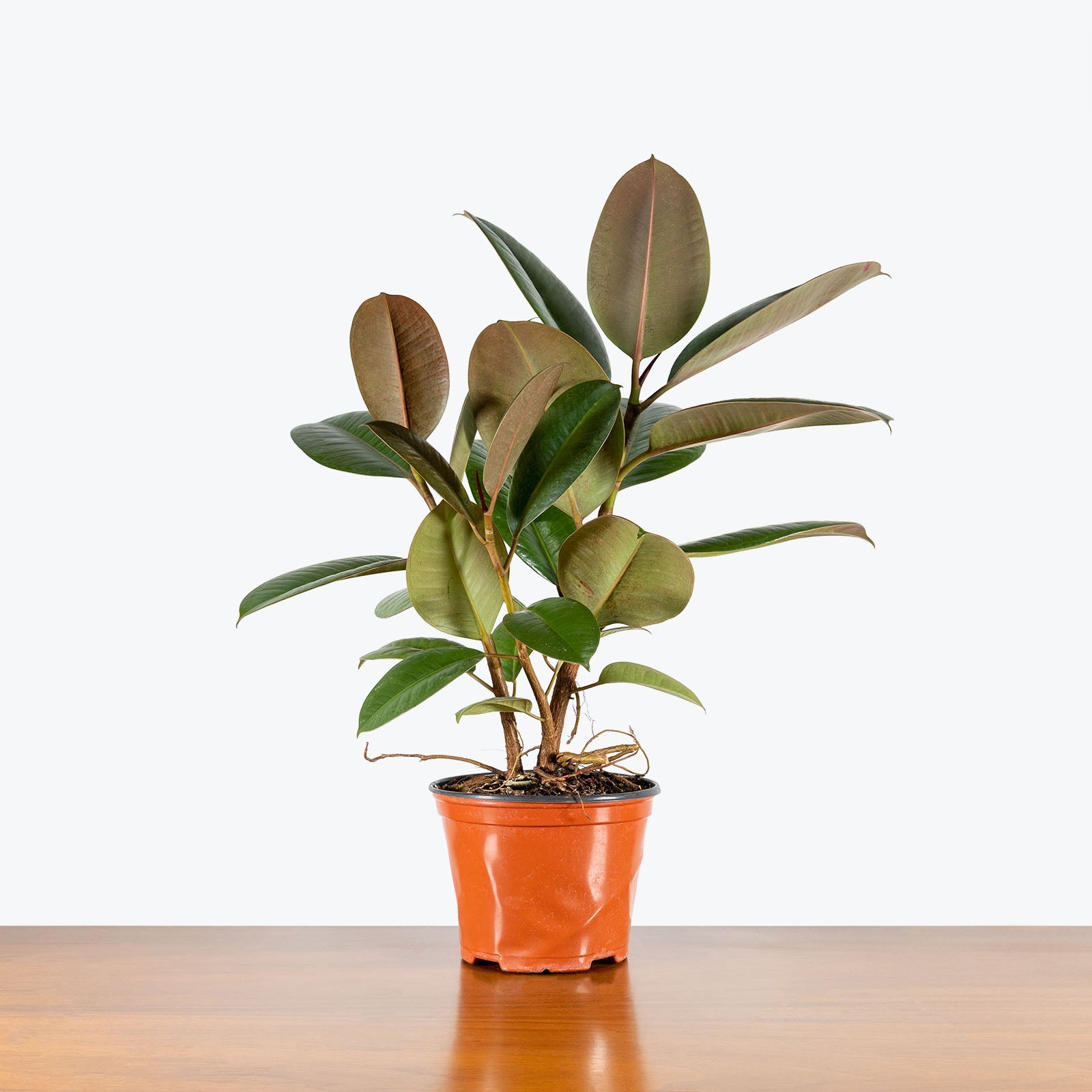 Rubber Plant Robusta | Care Guide and Pro Tips - House Plant Delivery from Toronto across Canada - JOMO Studio