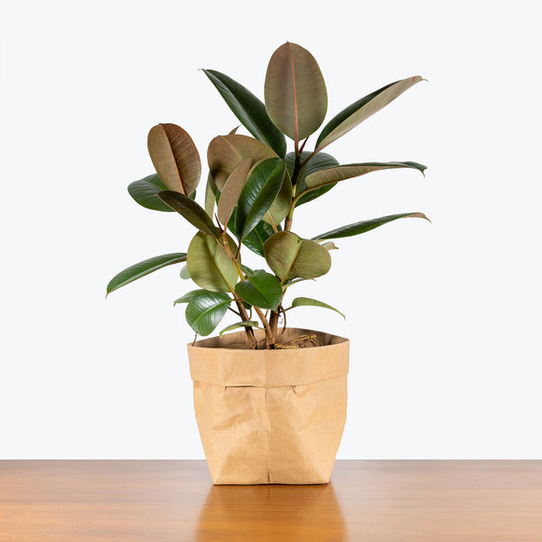 can i keep rubber plant indoor Rubber Plant Robusta | Care Guide and Pro Tips - Delivery from Toronto across Canada
