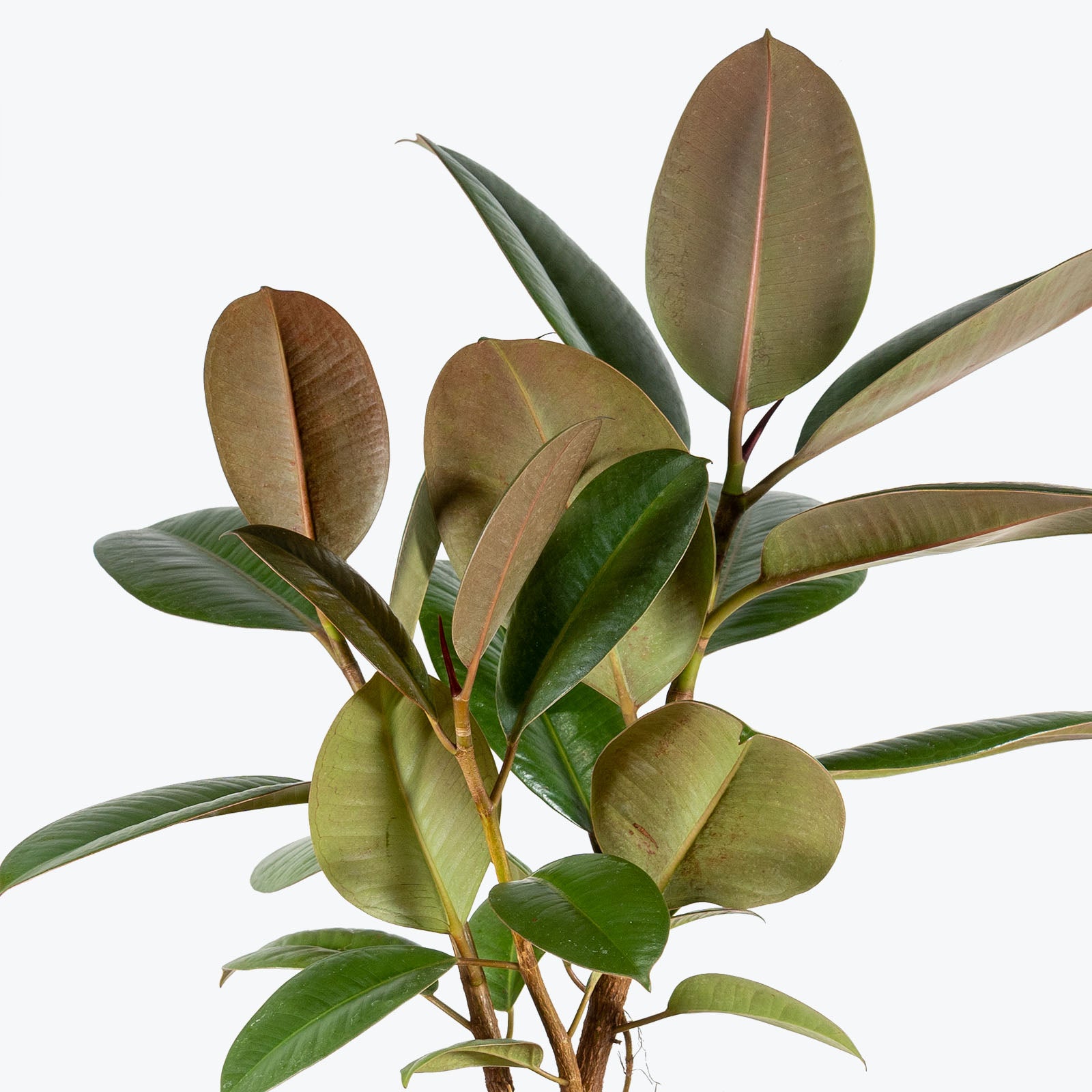 Rubber Plant Robusta | Care Guide and Pro Tips - House Plant Delivery from Toronto across Canada - JOMO Studio