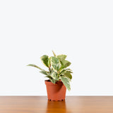 Rubber Plant Tineke — 6" Pot - Bush