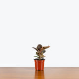 Rubber Ruby Red — 4" Pot