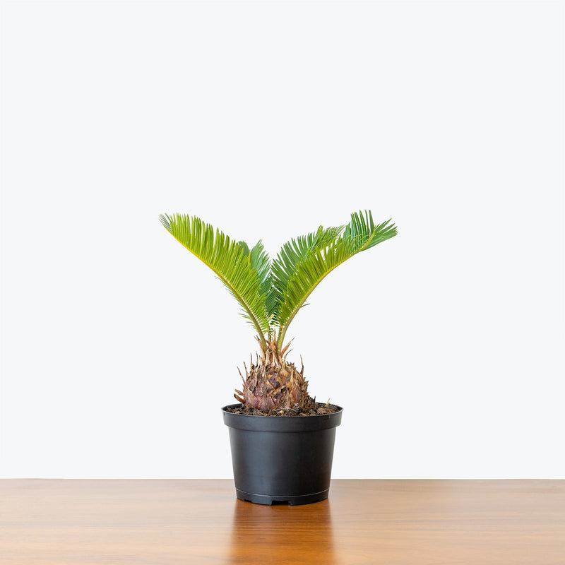 Sago Palm - Cycas Revoluta - House Plants Delivery Toronto - JOMO Studio