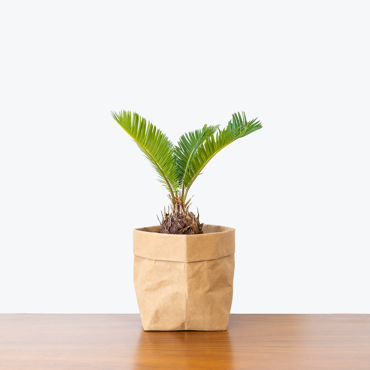 Sago Palm - Cycas Revoluta - House Plants Delivery Toronto - JOMO Studio