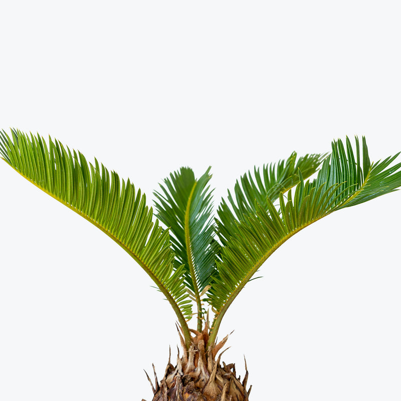 Sago Palm | Cycas Revoluta | Care Guide and Pro Tips - Delivery from Toronto across Canada - JOMO Studio