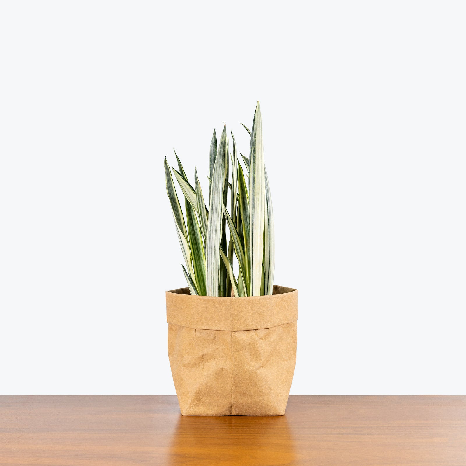 Sansevieria Bantel's Sensation | Snake Plant | Care Guide and Pro Tips - Delivery from Toronto across Canada - JOMO Studio