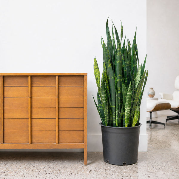 Sansevieria Black Coral | Snake Plant | Care Guide and Pro Tips - Delivery  from Toronto across Canada