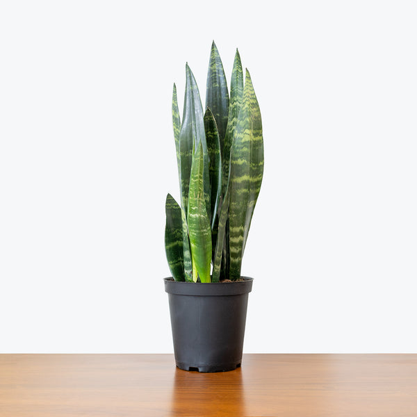 black coral snake plant height Sansevieria Black Coral | Snake Plant | Care Guide and Pro Tips - Delivery from Toronto across Canada