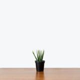 Sansevieria Cylindrica Spaghetti — 4" Pot