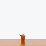 Sansevieria Dwarf Starfish — 2.5" Pot