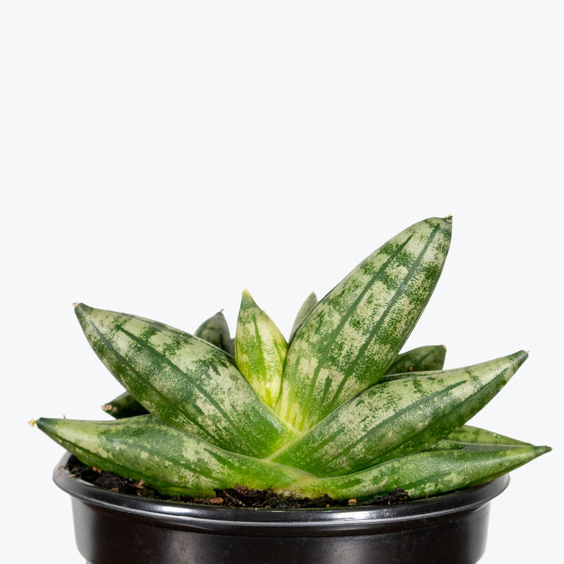 Sansevieria Dwarf Starfish | Snake Plant | Care Guide and Pro Tips - Delivery from Toronto across Canada - JOMO Studio