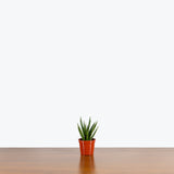 Sansevieria Francisii Spiky — 2.5" Pot