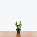 Sansevieria Futura Robusta — 4" Pot