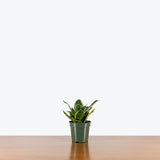 Sansevieria Futura Superba — 4" Pot