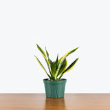 Sansevieria Futura Superba — 6" Pot