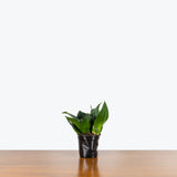 Sansevieria Hahnii Black Jade — 4" Pot