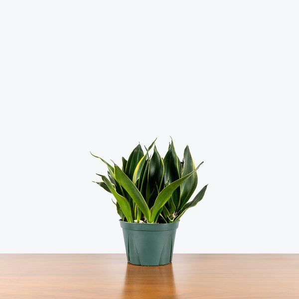 Sansevieria Hahnii Black Star | Snake Plant | Care Guide and Pro Tips -  Delivery from Toronto across Canada