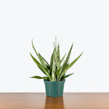 Sansevieria Javanica — 6" Pot