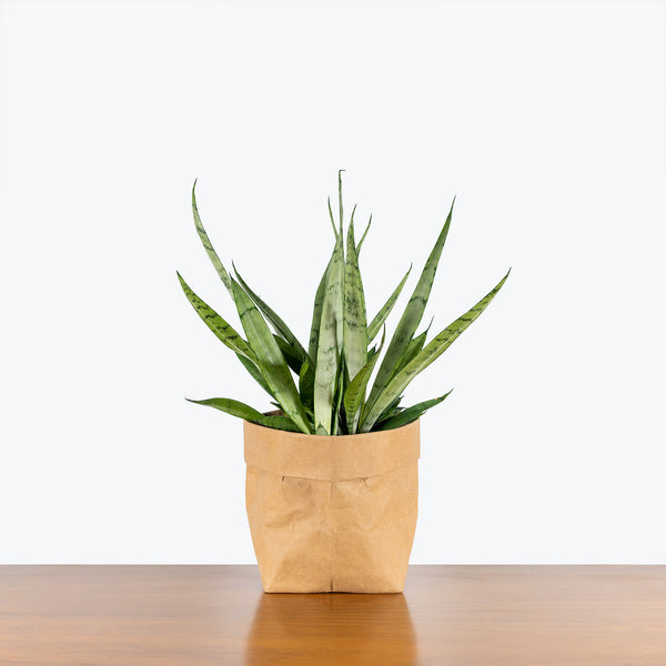 Sansevieria Javanica | Snake Plant | Care Guide and Pro Tips - Delivery  from Toronto across Canada - JOMO Studio