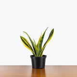 Sansevieria La Rubia — 6" Pot (expecting minor blemishes)