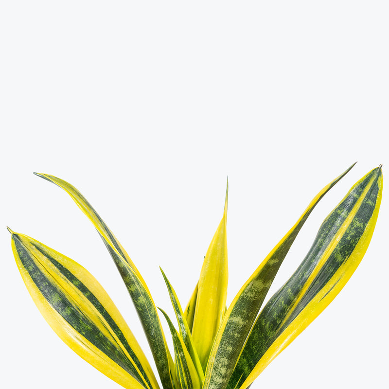 Sansevieria La Rubia | Snake Plant | Care Guide and Pro Tips - Delivery from Toronto across Canada - JOMO Studio