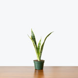 Sansevieria Laurentii — 4" Pot