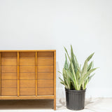 Sansevieria Sayuri - Snake Plant - House Plants Delivery Toronto - JOMO Studio