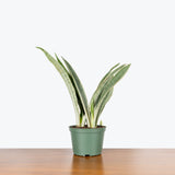Sansevieria Sayuri - Snake Plant - House Plants Delivery Toronto - JOMO Studio