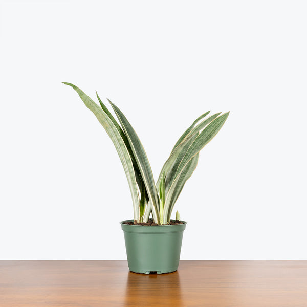 sansevieria metallica vs sayuri Sansevieria Sayuri | Snake Plant | Care Guide and Pro Tips - Delivery from  Toronto across Canada