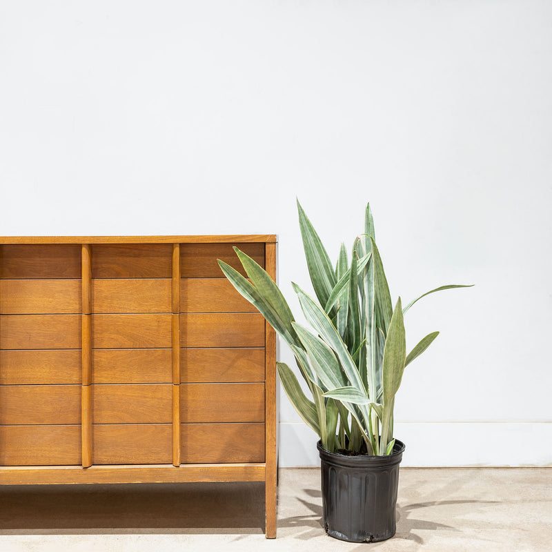 Sansevieria Sayuri - Snake Plant - House Plants Delivery Toronto - JOMO Studio
