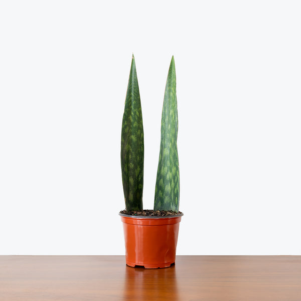 danish crown snake plant Sansevieria Tigressa Shark Fin | Snake Plant | Care Guide and Pro Tips -  Delivery from Toronto across Canada