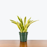 Sansevieria Yellowstone — 6" Pot