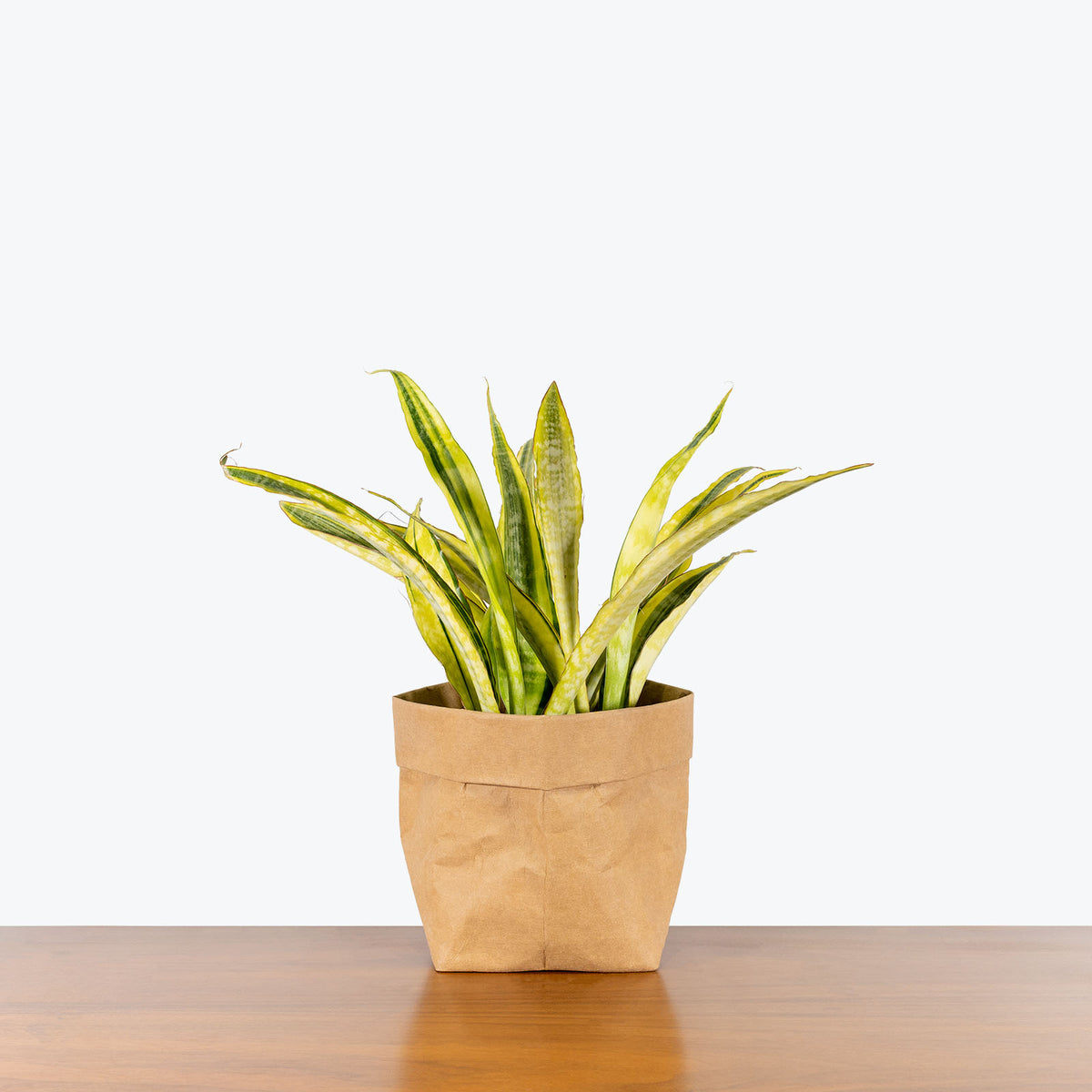 yellow snake plants Sansevieria Yellowstone | Snake Plant | Care Guide and Pro Tips - Delivery from Toronto across Canada