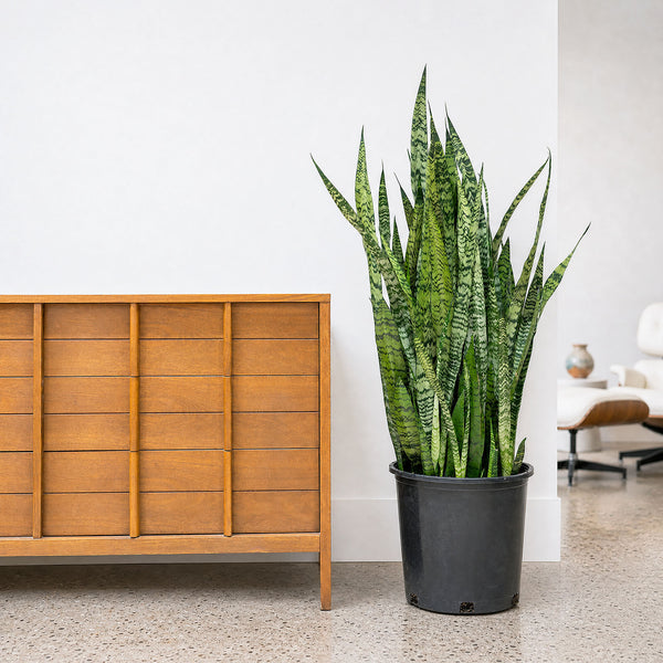 Sansevieria Zeylanica | Low Light Plants & Houseplants for Delivery