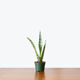 Sansevieria Zeylanica — 4" Pot
