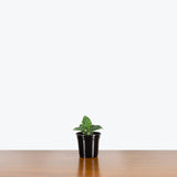 Schismatoglottis Thailand - House Plants Delivery Toronto - JOMO Studio