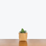 Schismatoglottis Thailand - House Plants Delivery Toronto - JOMO Studio