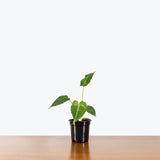 Schismatoglottis Wallichi - House Plants Delivery Toronto - JOMO Studio